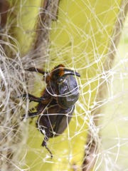 coconut rhinoceros beetle trapped