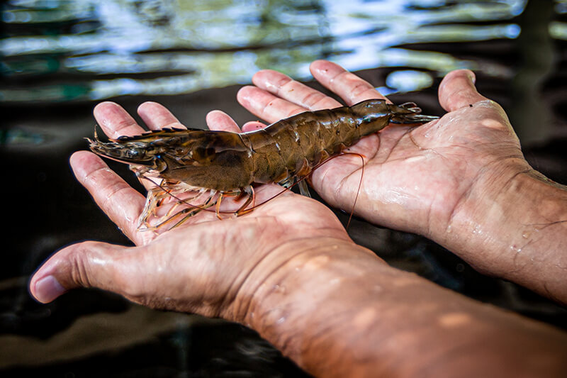 Jumbo shrimp