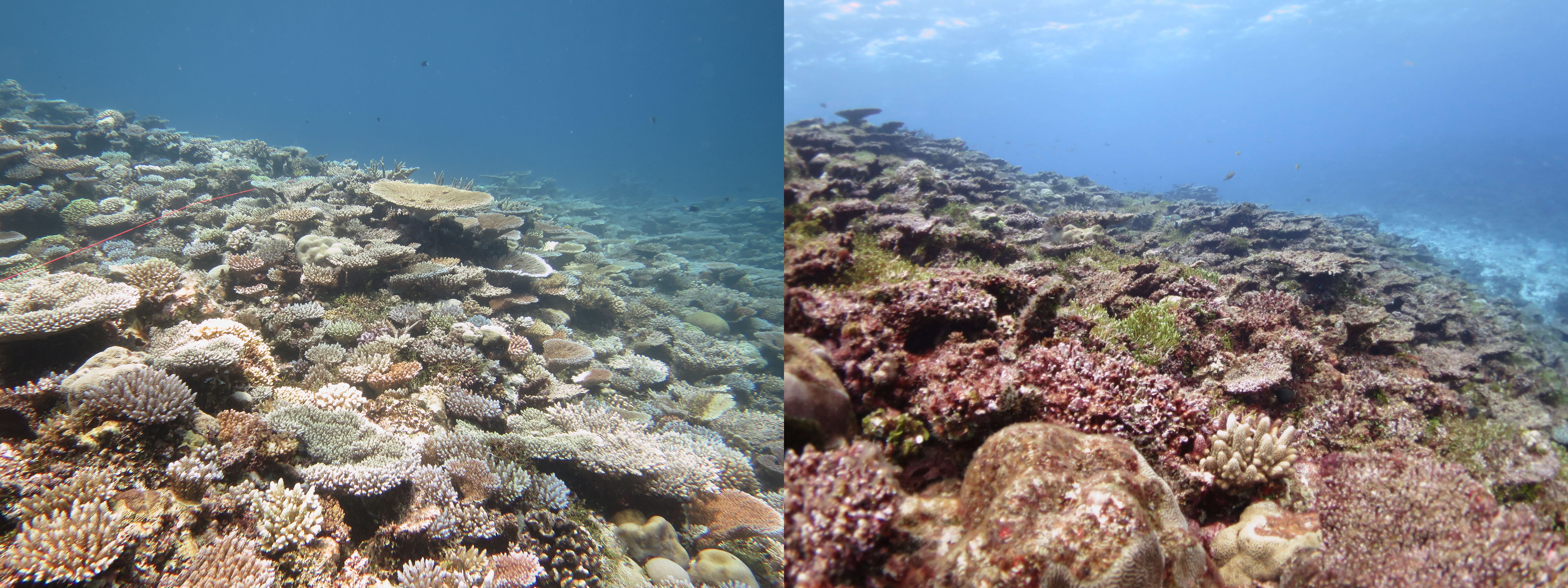 Piis Patch Reef on the Micronesian Island of Chuuk