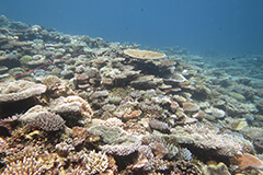 Piis Patch Reef on the Micronesian Island of Chuuk