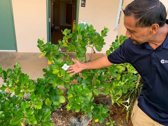 UOG Extension agent shows flowers growing outside office at UOG