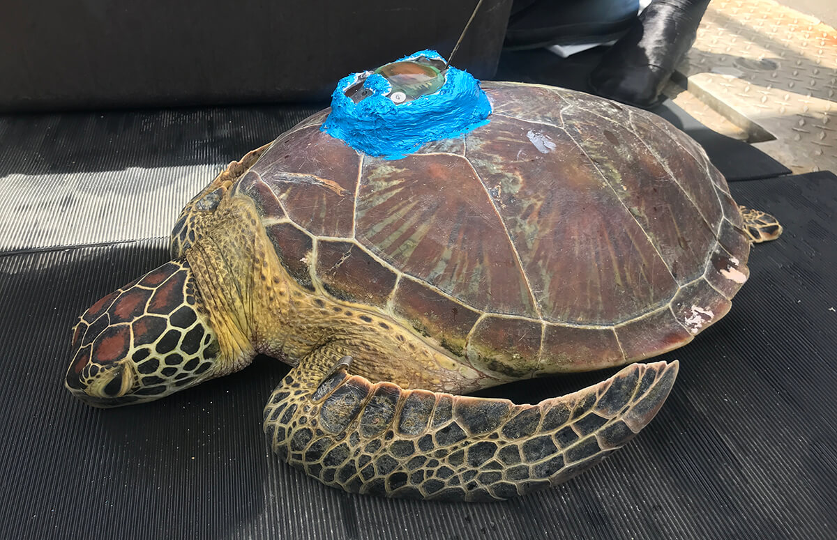 A juvenile sea turtle is pictured during a boat-based satellite tagging excursion in June