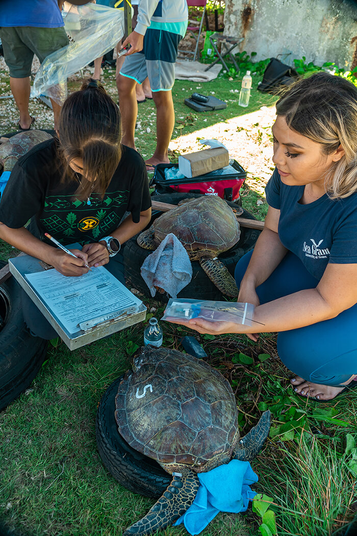 UOG Sea Grant biologistscollect data on sea turtles for the NOAA satellite telemetry study