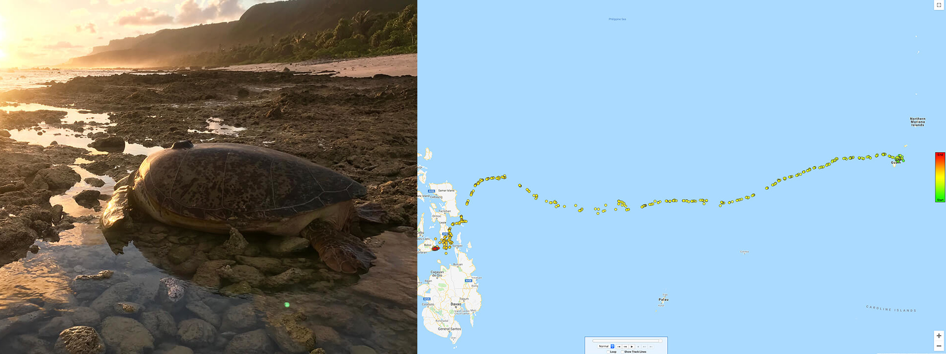 Sea Turtle Guam to Philippines route