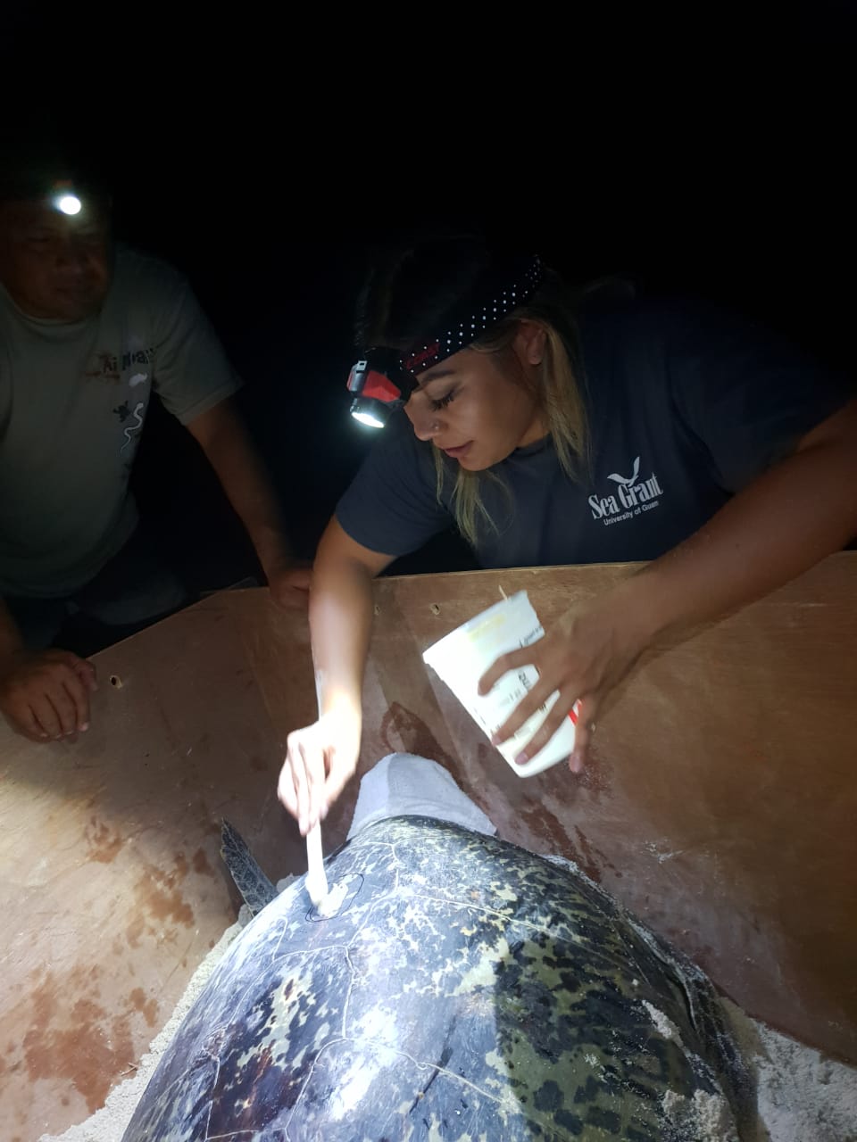 Josefa Muñoz applies an epoxy to the sea turtle carapace that will secure a satellite tag