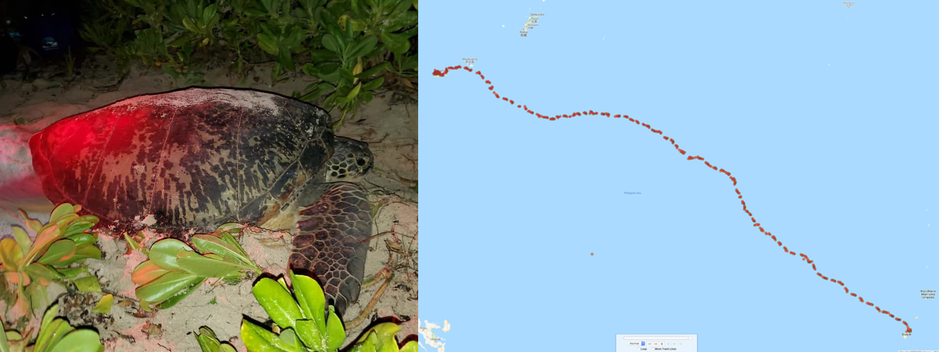 Sea turtle guam to taiwan route