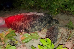 A sea turtle named Satin was found and tagged