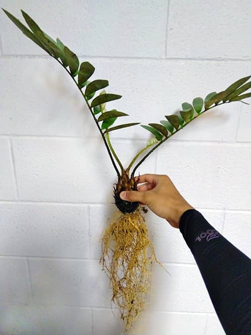 Cycad with roots