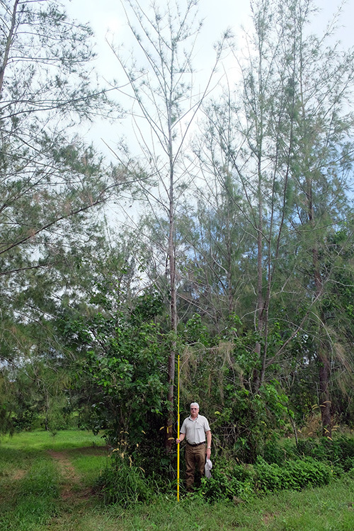 Damaged Ironwood