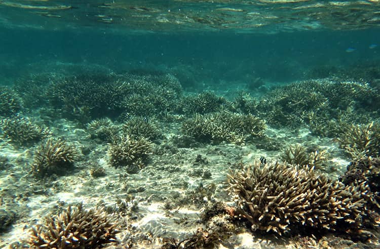 Bleached staghorn corals in the reef flat off Hagåtña 