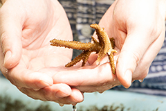 Researchers find that light, in addition to temperature, plays a role in coral bleaching.