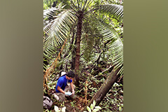 UOG Research Associate collects soil samples beneath a Cycas micronesica tree