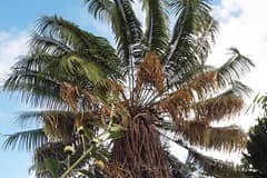 A paper written by researchers at the Western Pacific Tropical Research Center highlights extinction risks of cycad species in U.S. controlled lands.