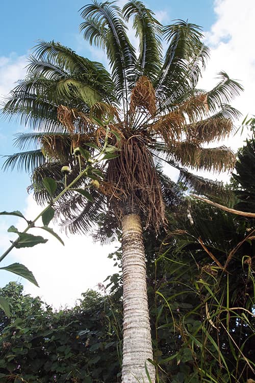 Photo of a Cycas micronesica tree