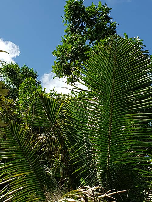 Damaged palm frond