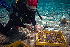 Researchers from UOG will examine how the structure of the island’s coral reefs may be affected by climate change.