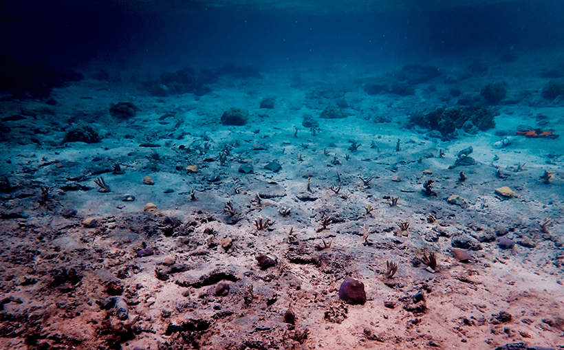 View of coral fragment plot