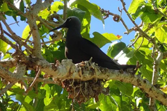 The birds on Cocos Island and an emergency volunteer effort to eradicate brown tree snakes there.
