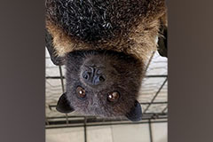 A Mariana fruit bat, or fanihi, hangs upside down in its cage.