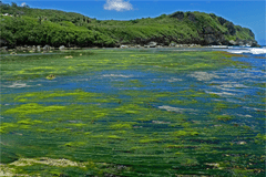 World Reef Awareness Day is an opportunity to spotlight the unique natural heritage of Guam’s reefs.