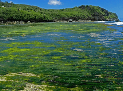 Angel hair seaweed in Pago Bay