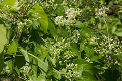 UOG CIS Associate Director Else Demeulenaere sheds light on the nature invasive plants in Guam. 