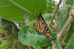 Butterflies serve ecological roles as pollinators for plants and food sources for lizards, spiders, and more.