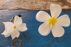 Instead of using plastic products in graduation leis, opt for a traditional homemade flower lei.