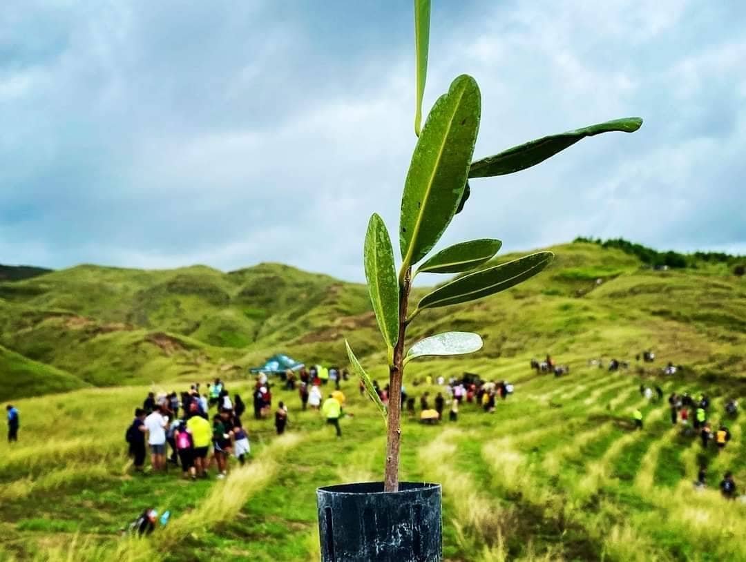 Photo of the tree planting event