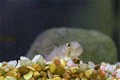 An unidentified species of the genus Stenogobius found near the mouths of most all rivers in Guam. 