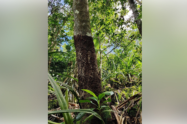 A Meiogyne tree infected with brown root-rot fungus in Guam's northern limestone forest