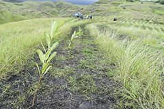 tree planting