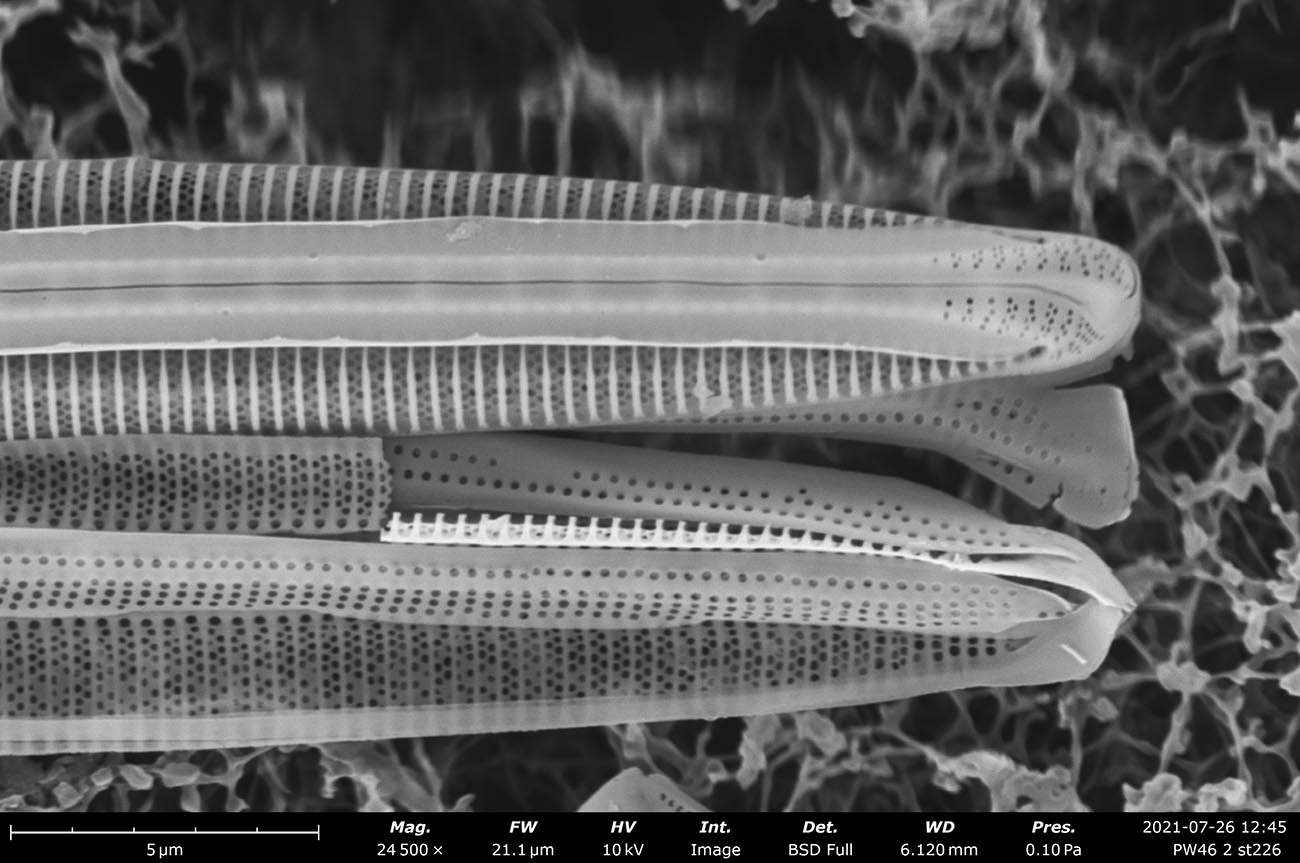 Diatom