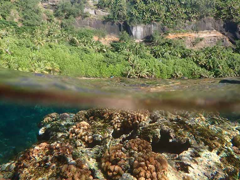 Pocillopora corals