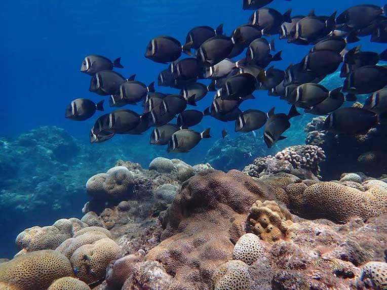 A school of fish swims over the coral reefs of Pagan.