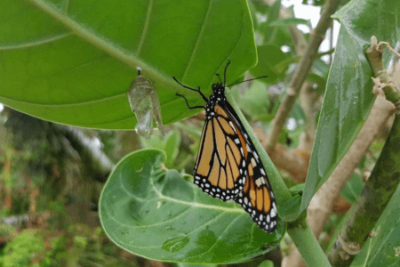 CIS’s Matthew Putnam shares the ecological benefits of butterflies and the plants that attract them.