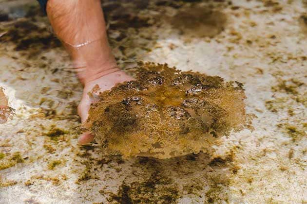 Photo of an upside-down jellyfish