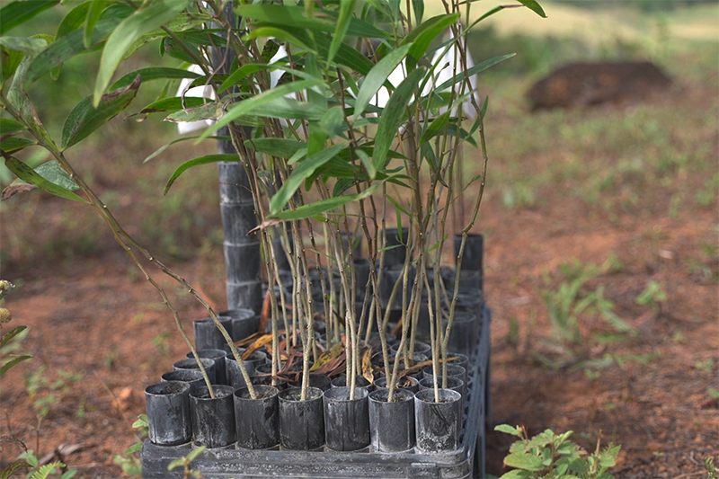 Photo of Cone-tainers of Acacia 