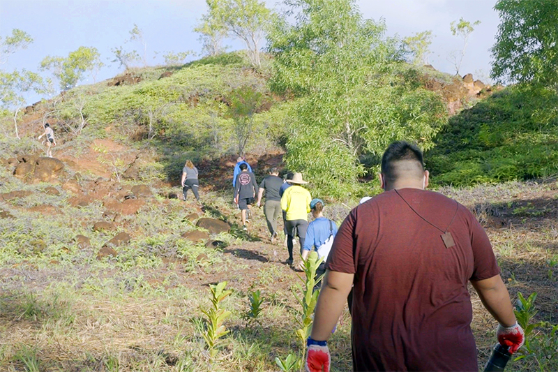 Photo of a volunteer transplanting an Acacia tree 