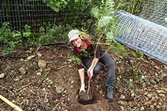 CIS's Else Demeulenaere explains the significance of Serianthes species found throughout Micronesia.