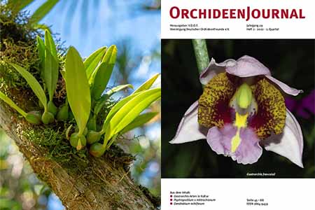 Authored by a UOG alum and grad student, the formal description is published in Orchideen Journal.