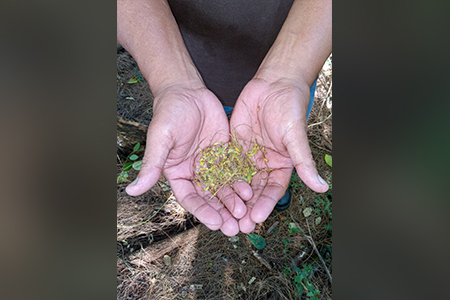 The research documents the timing, amount, and composition of the Serianthes' leaflitter.