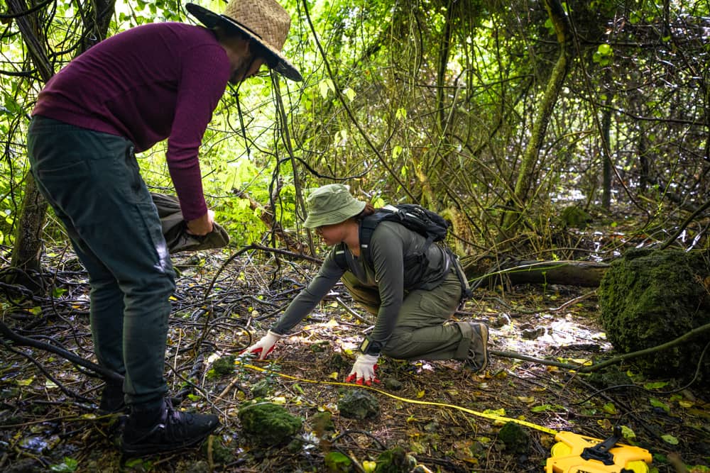 Aja Omelau lays transect