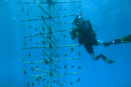 The team gave presentations about their efforts to help revive Guam’s reefs.