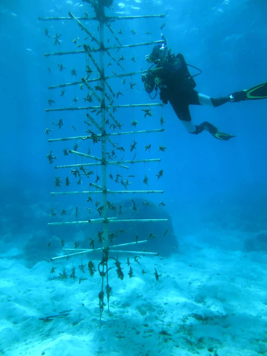 Marine biologist Laurie Raymundo is seen cleaning a coral tree