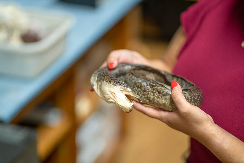 Giant mottled eel