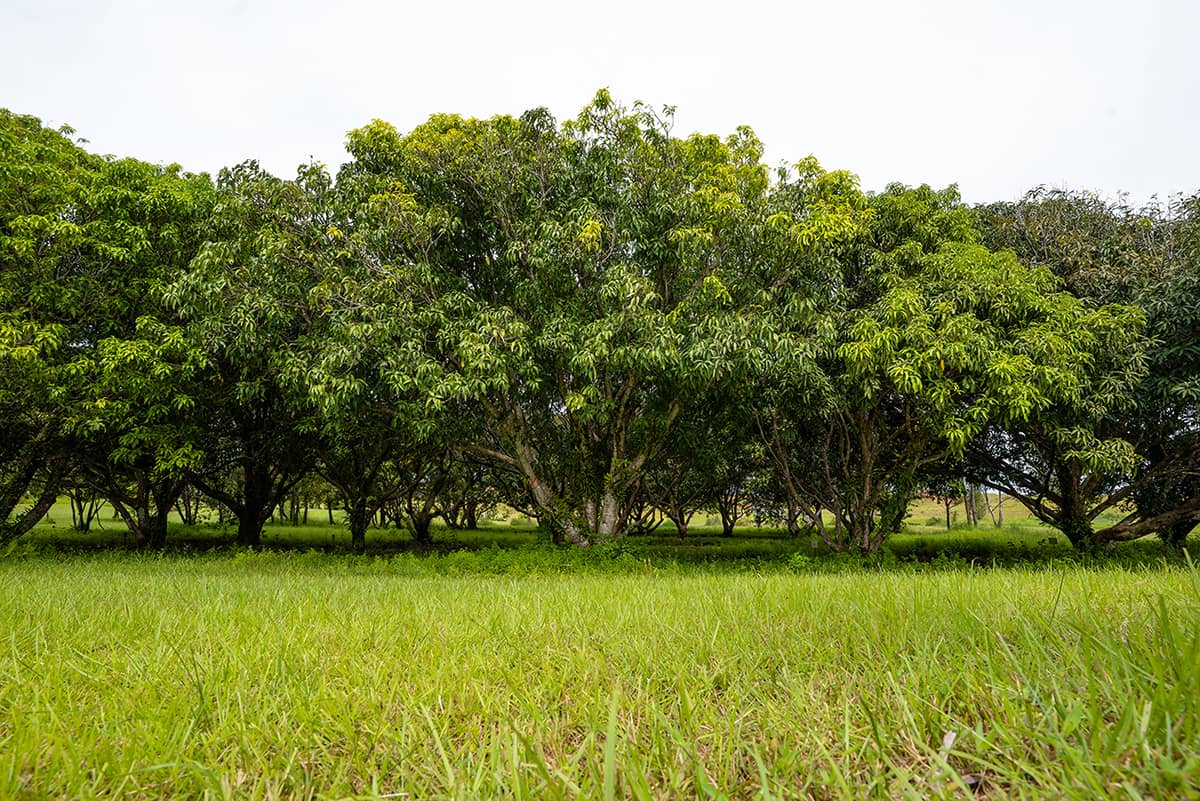 Ija mango orchard