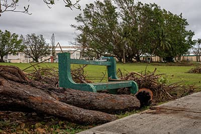 Downed trees on UOG campus