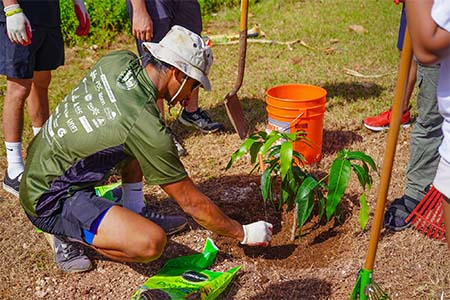 A University of Guam agriculture student plants a grafted mango tree on the UOG campus on May 3. 