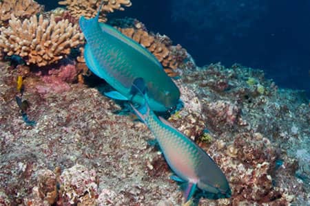 Parrotfish numbers in Guam have decreased by 30 percent over the past decade, according to a University of Guam Sea Grant-funded study conducted by researchers from the UOG Marine Laboratory.